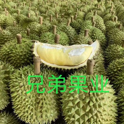 广州泰国榴莲  (兄弟果业)泰国直销货源，主营金枕榴莲(每天更新价格)