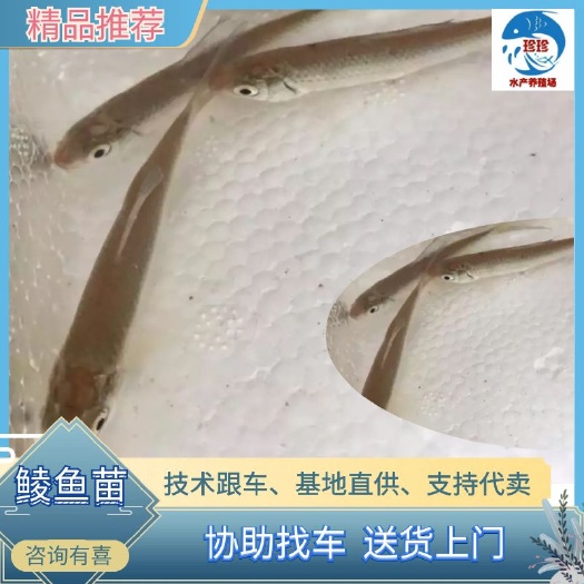鲮鱼苗，热销中