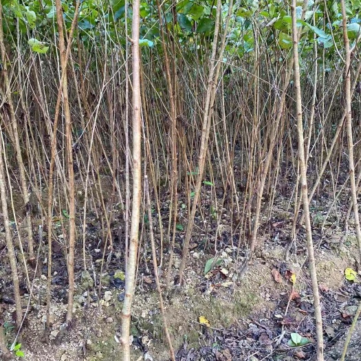 南华县早红宝石苗 樱桃苗 樱桃嫁接苗。 甜樱桃苗。樱桃  樱桃树