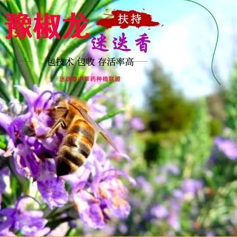 淮滨县【赚】豫椒龙迷迭香种苗包技术包回收 迷迭香产业联盟龙头
