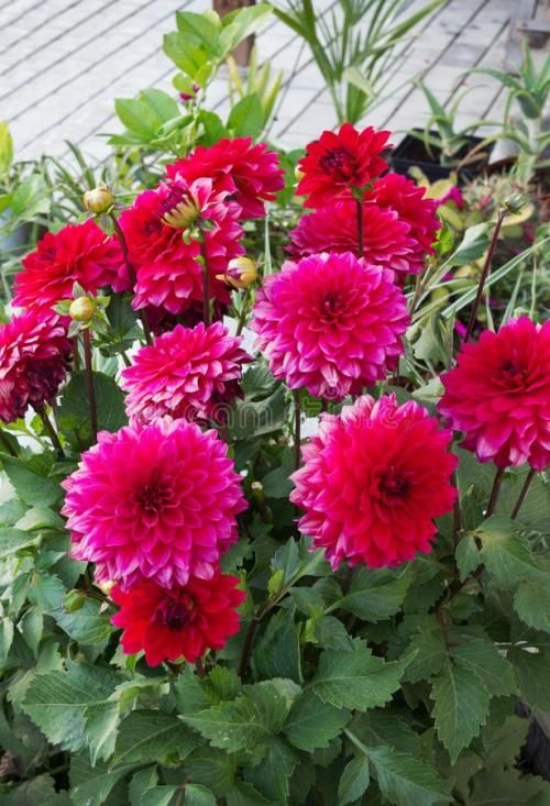 平邑县大丽花苗 大丽花（地瓜花），一般三月份载培，花大艳丽