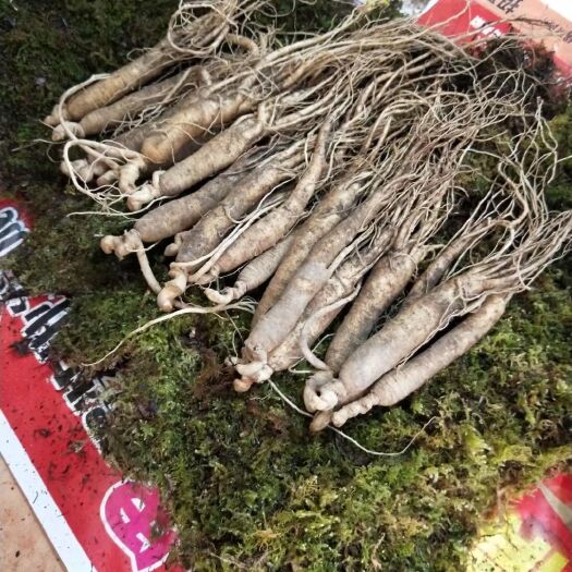 桓仁县园参  新鲜人参 泡酒 炖鸡肉煲汤老有营养了药用价值高