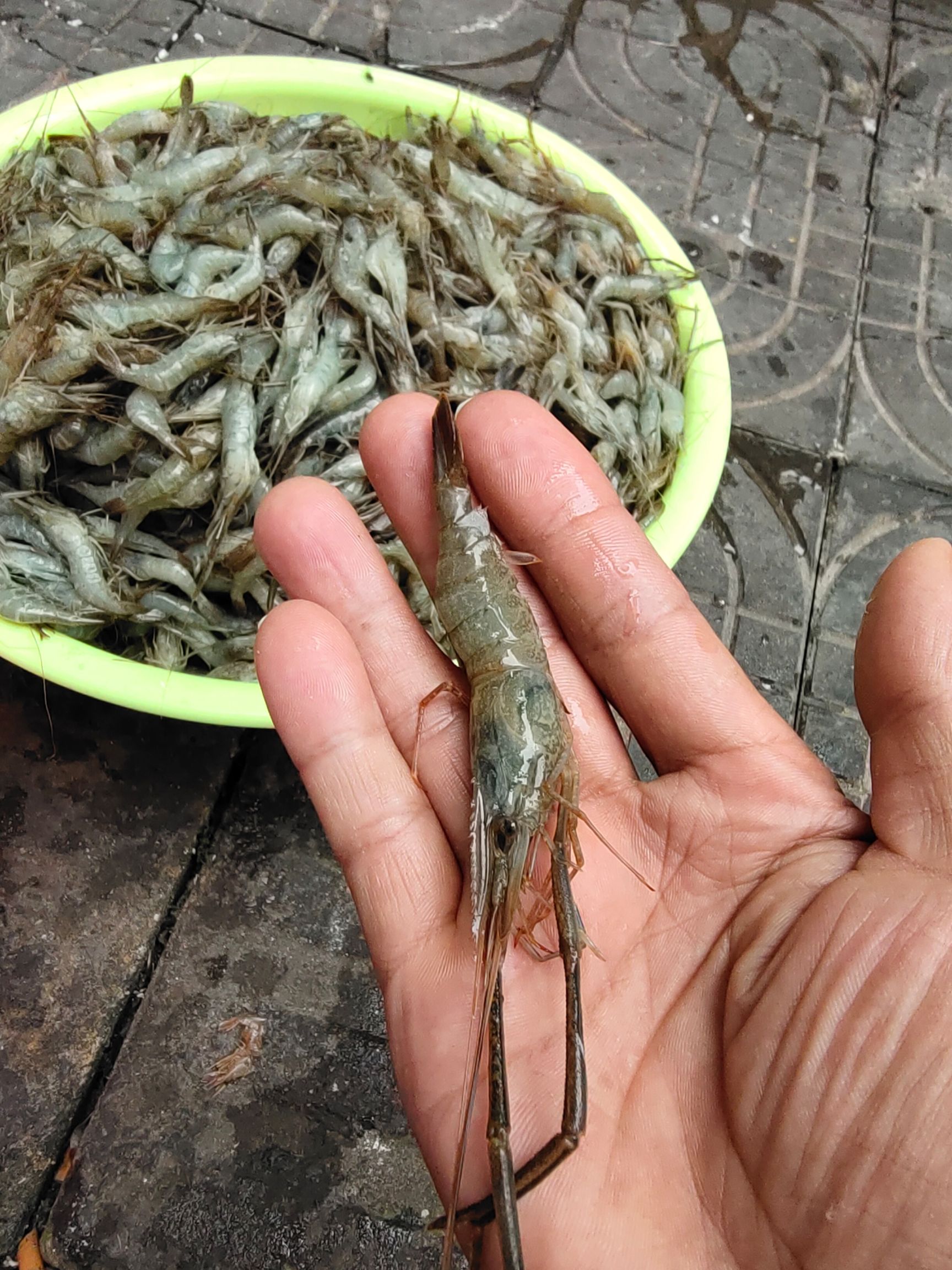 河源冰鲜大规格青虾