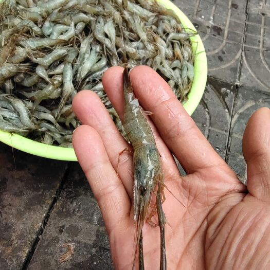冰鲜大规格青虾