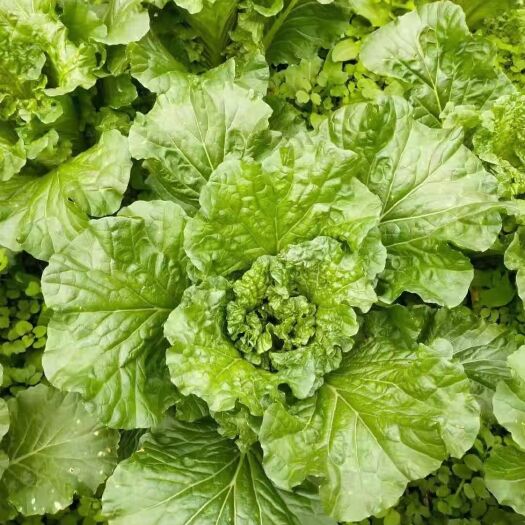 赫章县青麻叶大白菜  青麻叶量大品质好基地直供