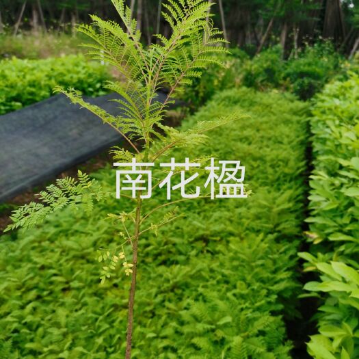揭阳普通蓝花楹 0.5米以下 