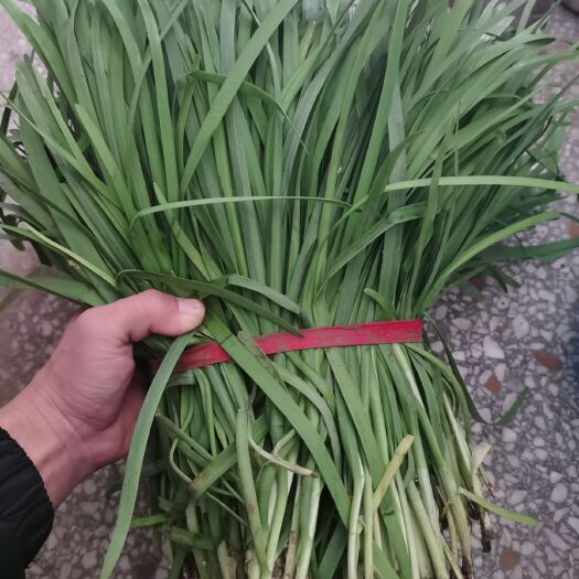 西华县韭菜 头茬
