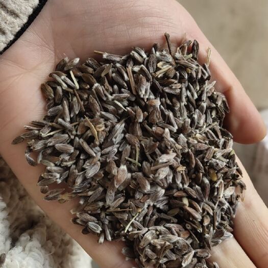 三门峡苍术种子  山里