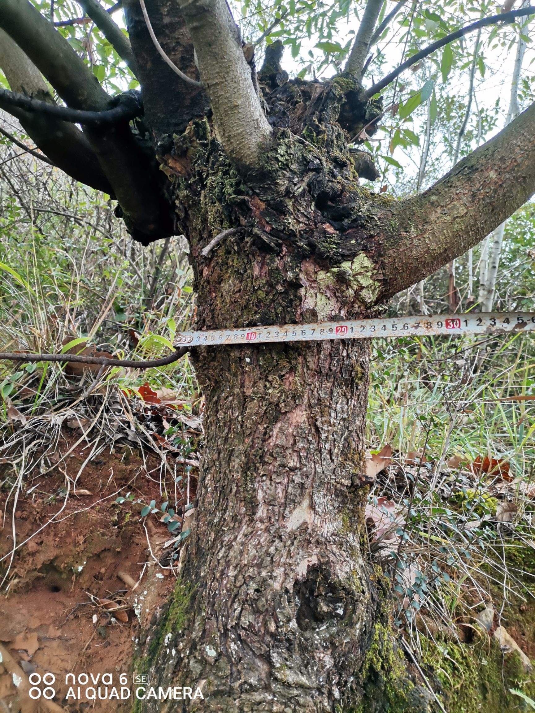 四照花（四季不掉叶）也称鸡素果野荔枝，花非常漂亮，