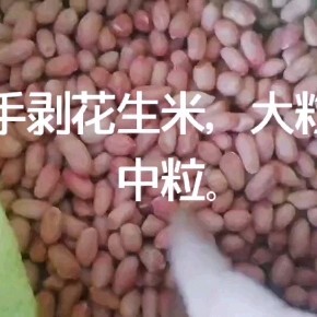 商丘花生种子  花生芽手剥米种子，9616花育16花育25