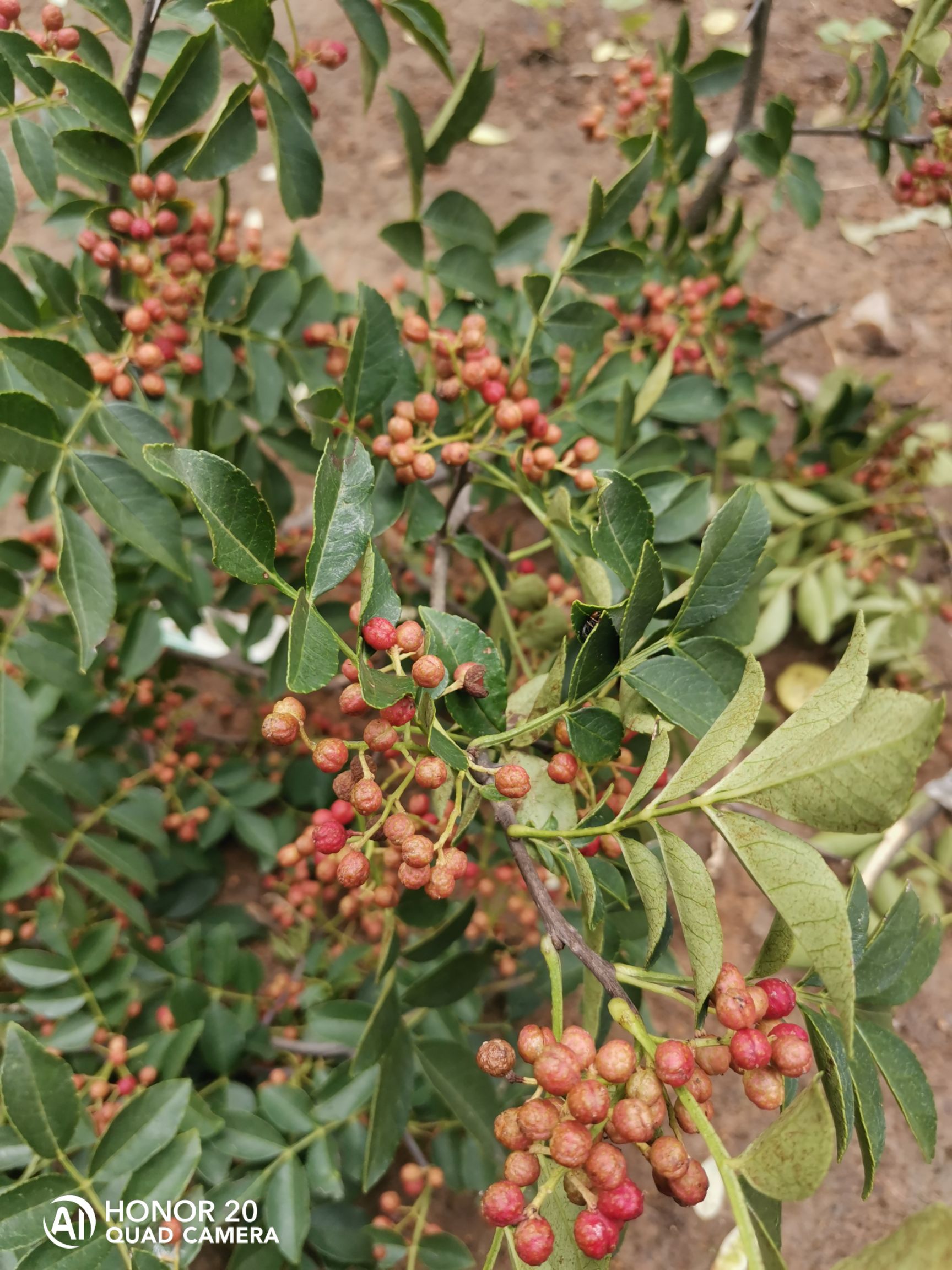 大红袍花椒苗