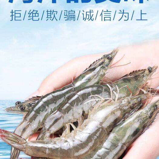 青岛虎虾  青岛大虾超大海虾鲜活冷冻白虾对虾大虾新鲜海捕海虾包邮