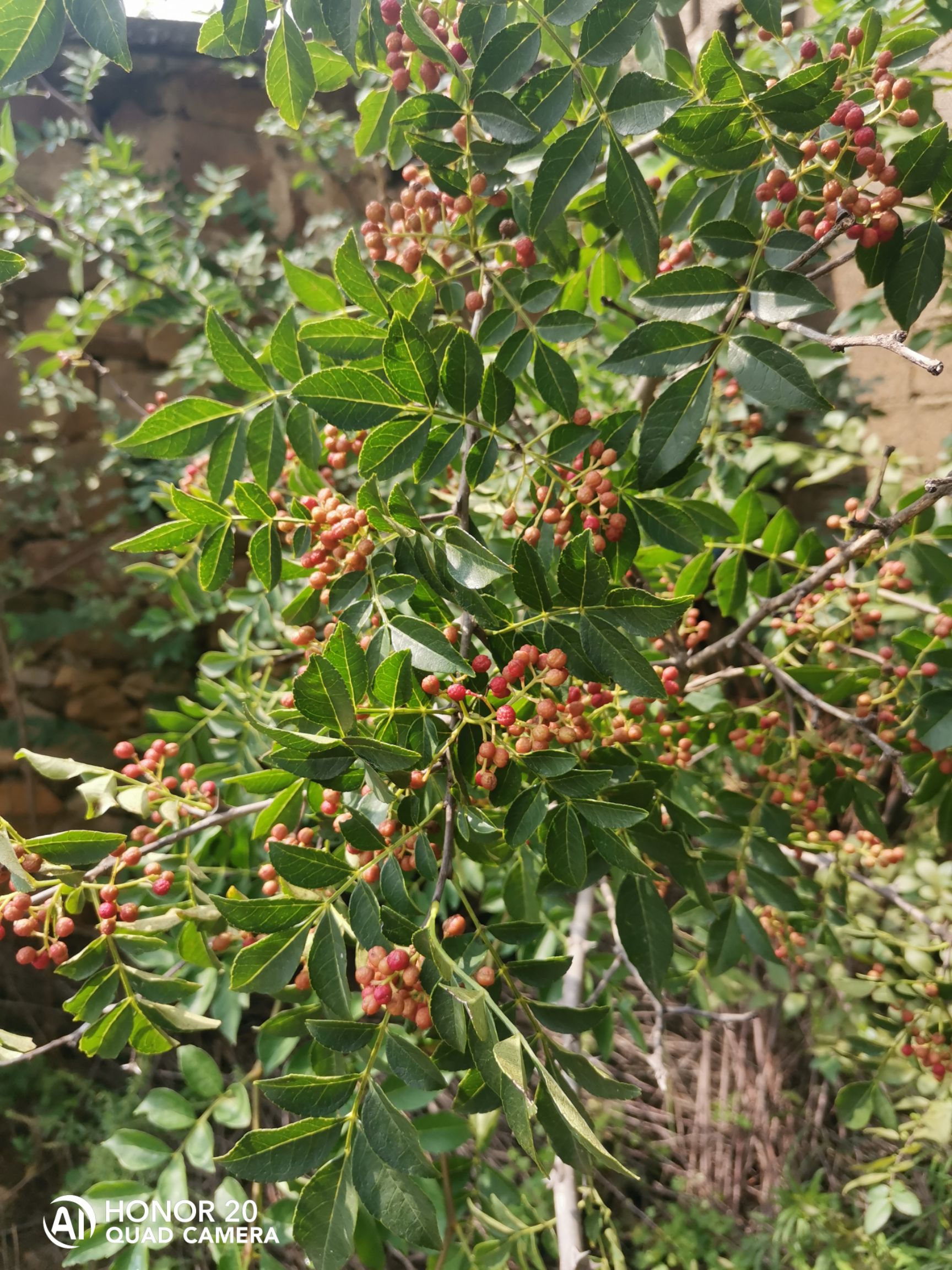 大红袍花椒苗