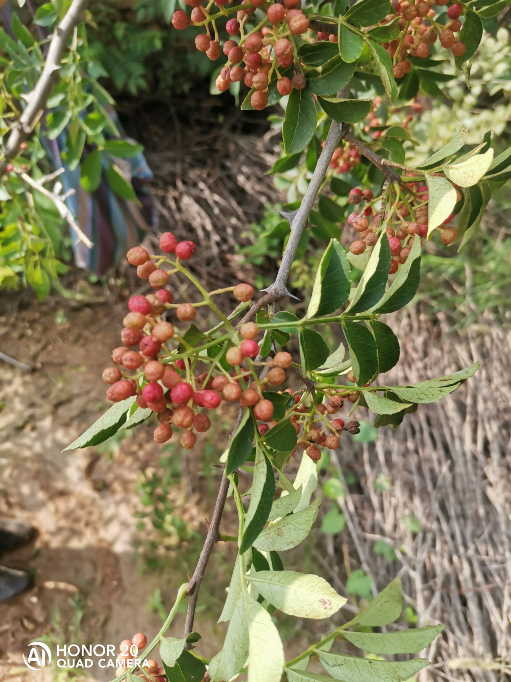 大红袍花椒苗