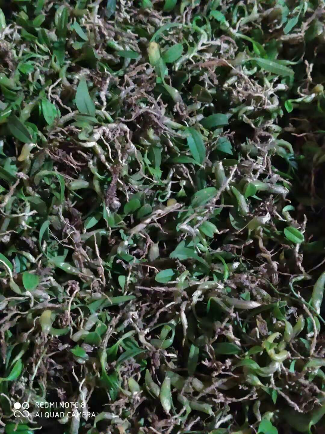 石橄榄  石豆兰，尖叶石豆兰，精品石米，小果，硬叶！