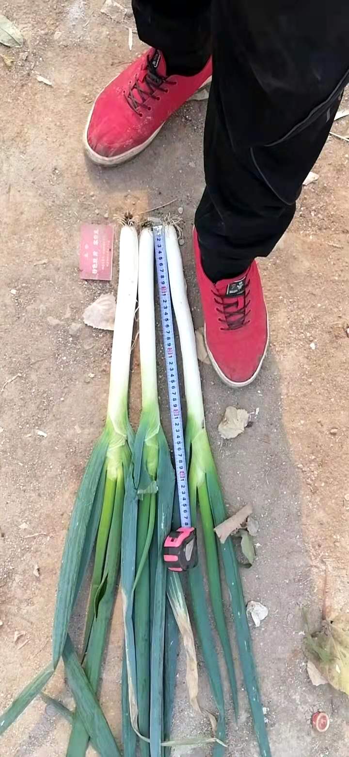 河北邯郸铁杆大葱大量现货