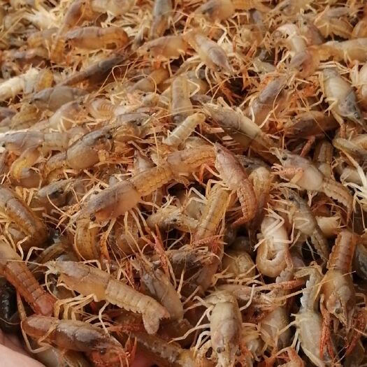 横峰县常年供应小龙虾，商品虾，库虾，伺料虾…配送到点保证成活