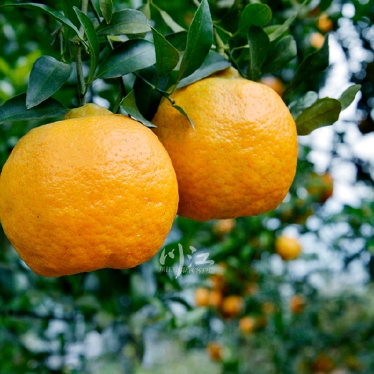 古蔺县四川泸州古蔺甜橙，真正农家种植，果实天然，果味纯正(自提)