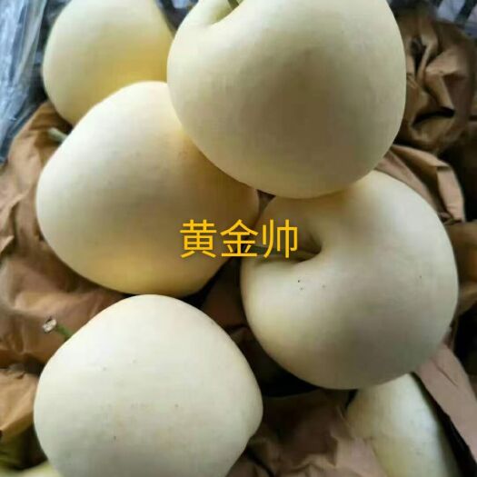 绥中县寒富苹果  冷库黄元帅，寒富大量有货
