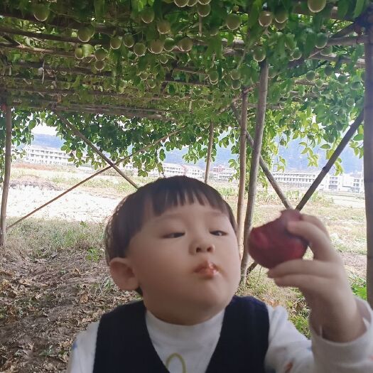 平阳县紫香一号百香果 自己家种的百香果，比网上大部分买来都甜些