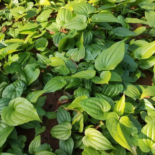 横州市百部种子  广西高产对叶大百部，优质种苗。特高产！！！！！！！！！！！！