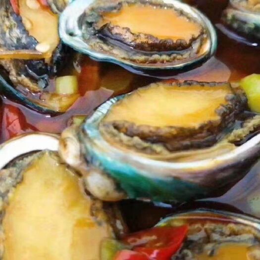 饶平县网鲍  小鲍鱼  网红小鲍鱼 全规格规格