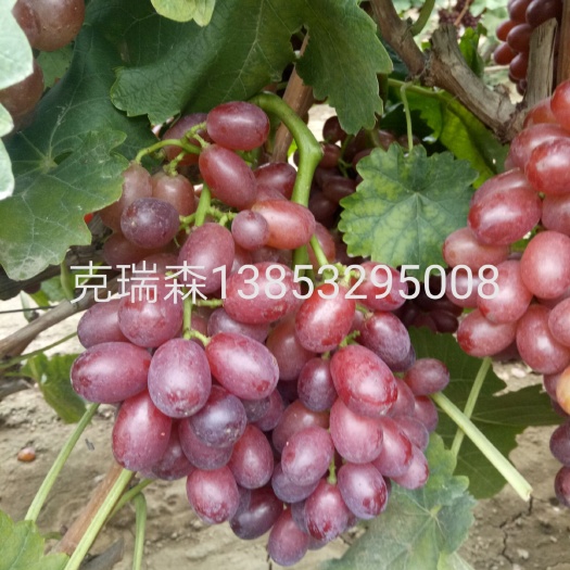 平度市克伦生葡萄苗 克仑生葡萄苗克瑞森葡萄苗