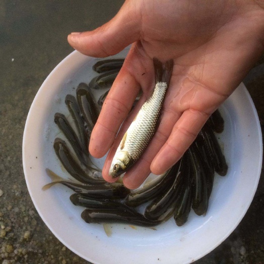 扶风县草鱼苗