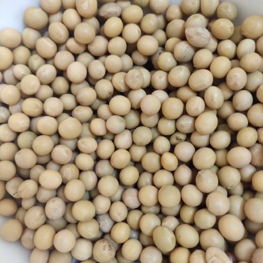 嫩江市黑龙江大豆 生大豆 1等品 