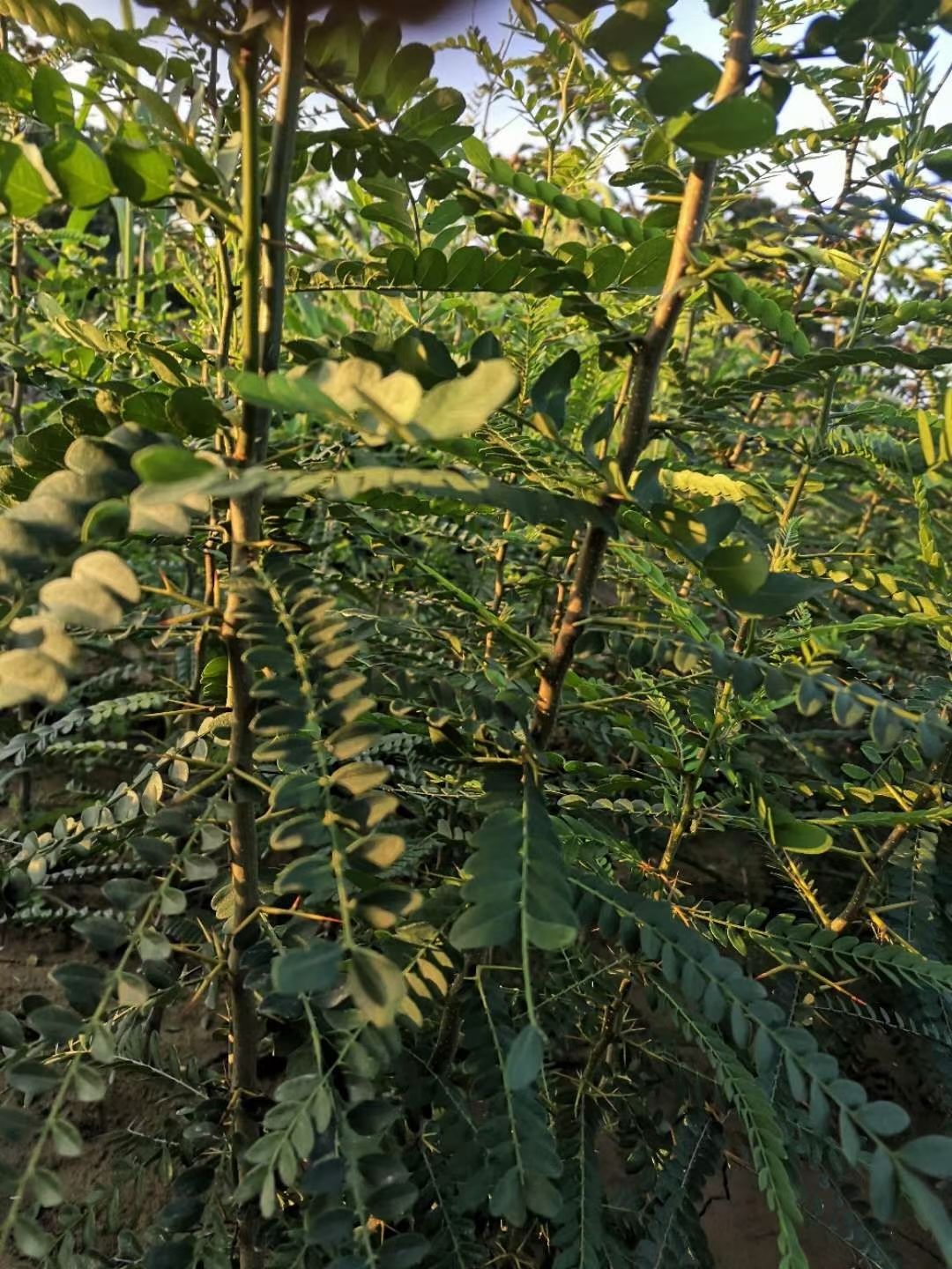 皂角苗  大刺  价格查询