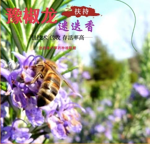 【赚】豫椒龙迷迭香种苗包技术包回收 迷迭香产业联盟龙头