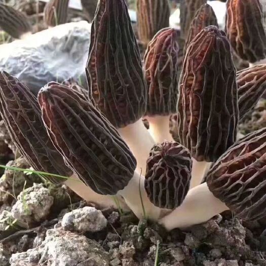成都四川金堂羊肚菌