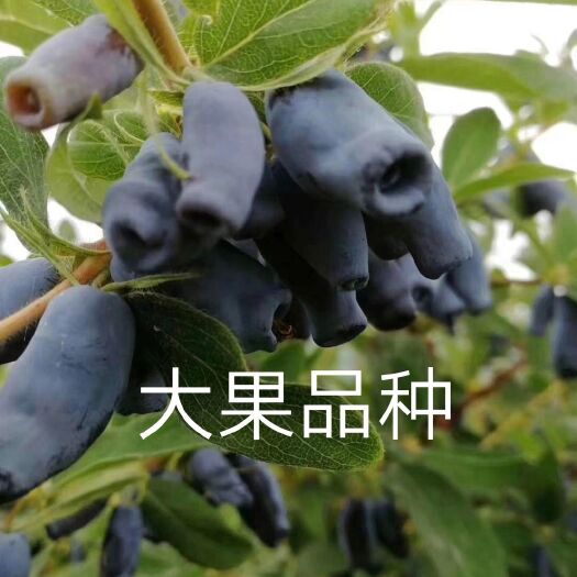 蓝靛果苗  高抗寒蓝靛果树苗最低能耐零下50度低温大果品种4