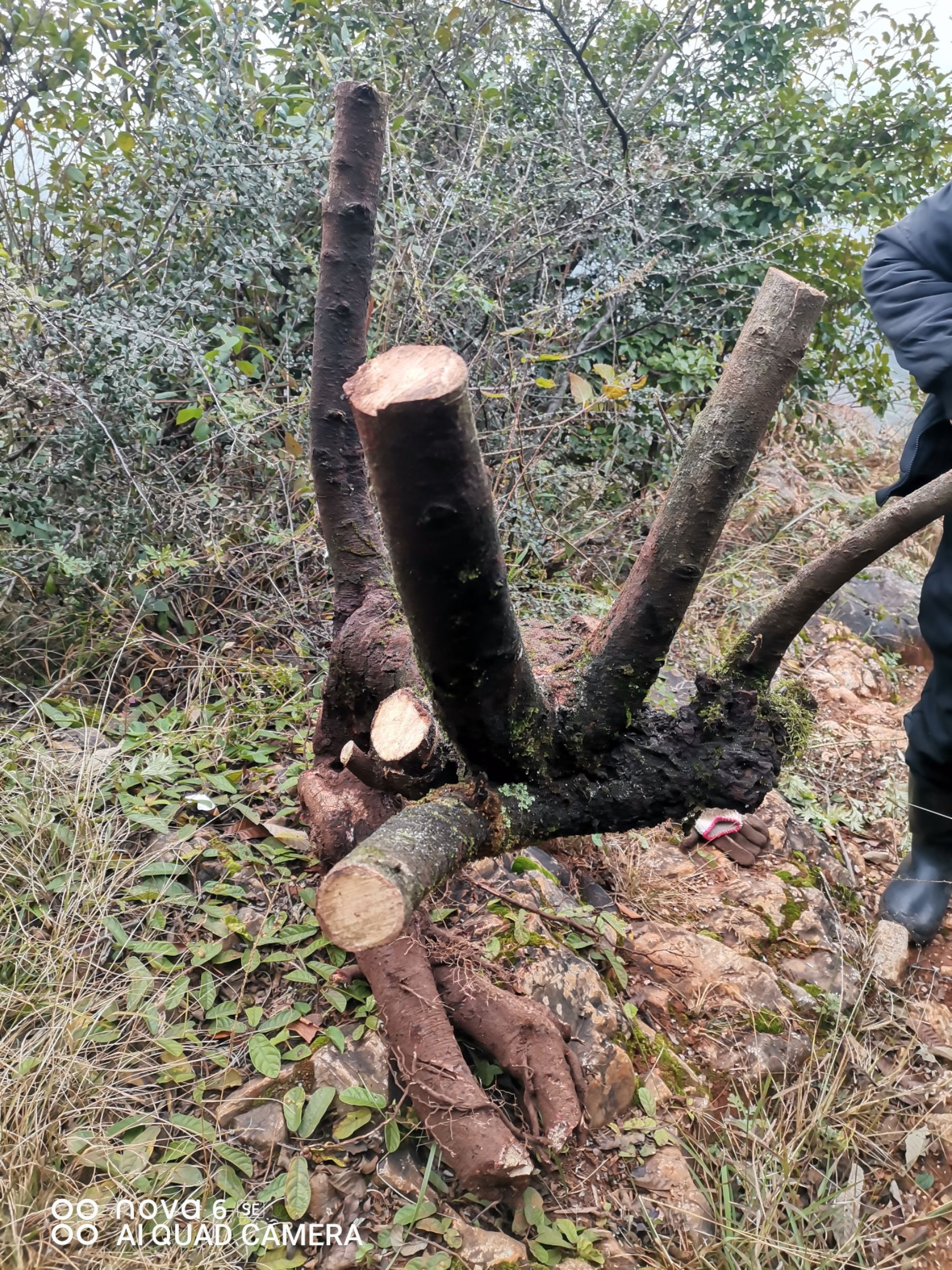四照花（四季不掉叶）也称鸡素果野荔枝，花非常漂亮，