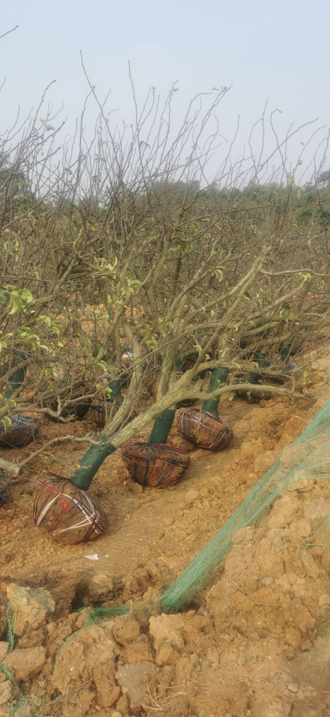 丰水梨苗  梨树10-20公分高度3-5米冠幅3-4米