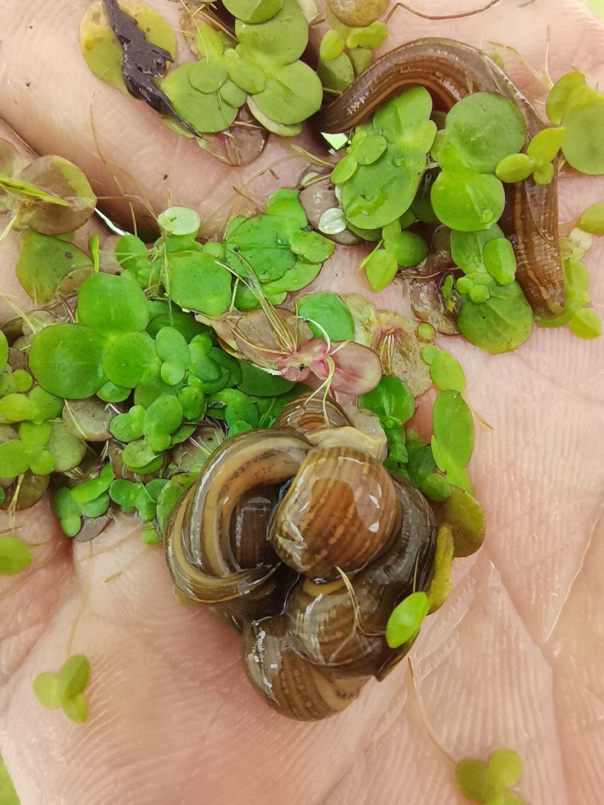 水蛭苗，蚂蟥苗，水蛭卵茧，蚂蟥蛋