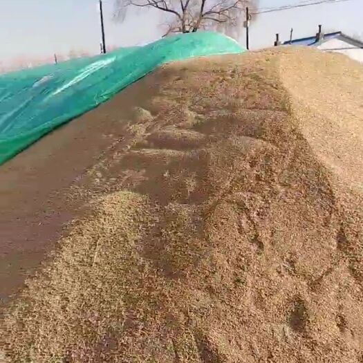 依安县 圆粒粳稻