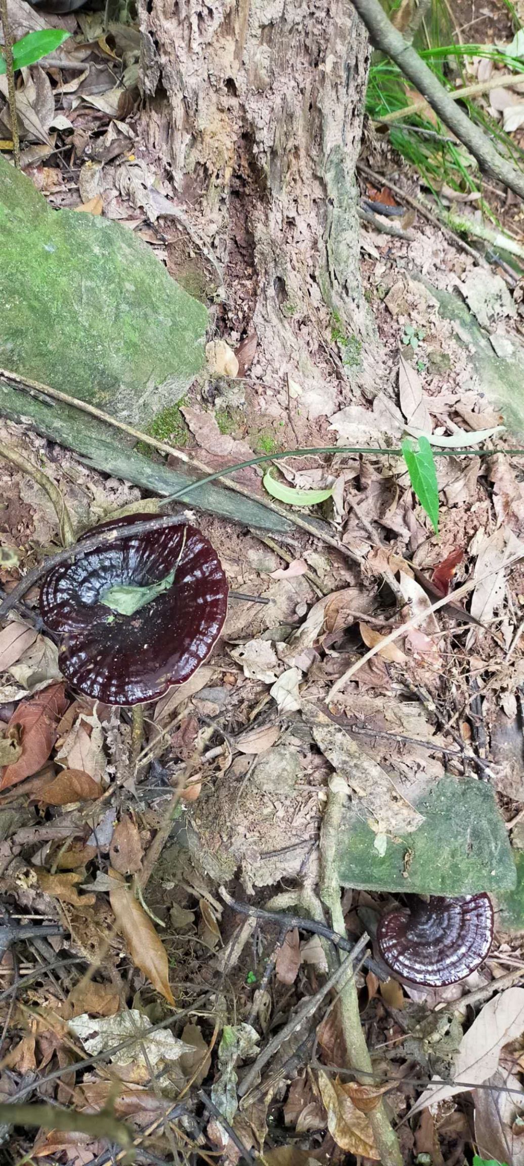 大瑶山灵芝