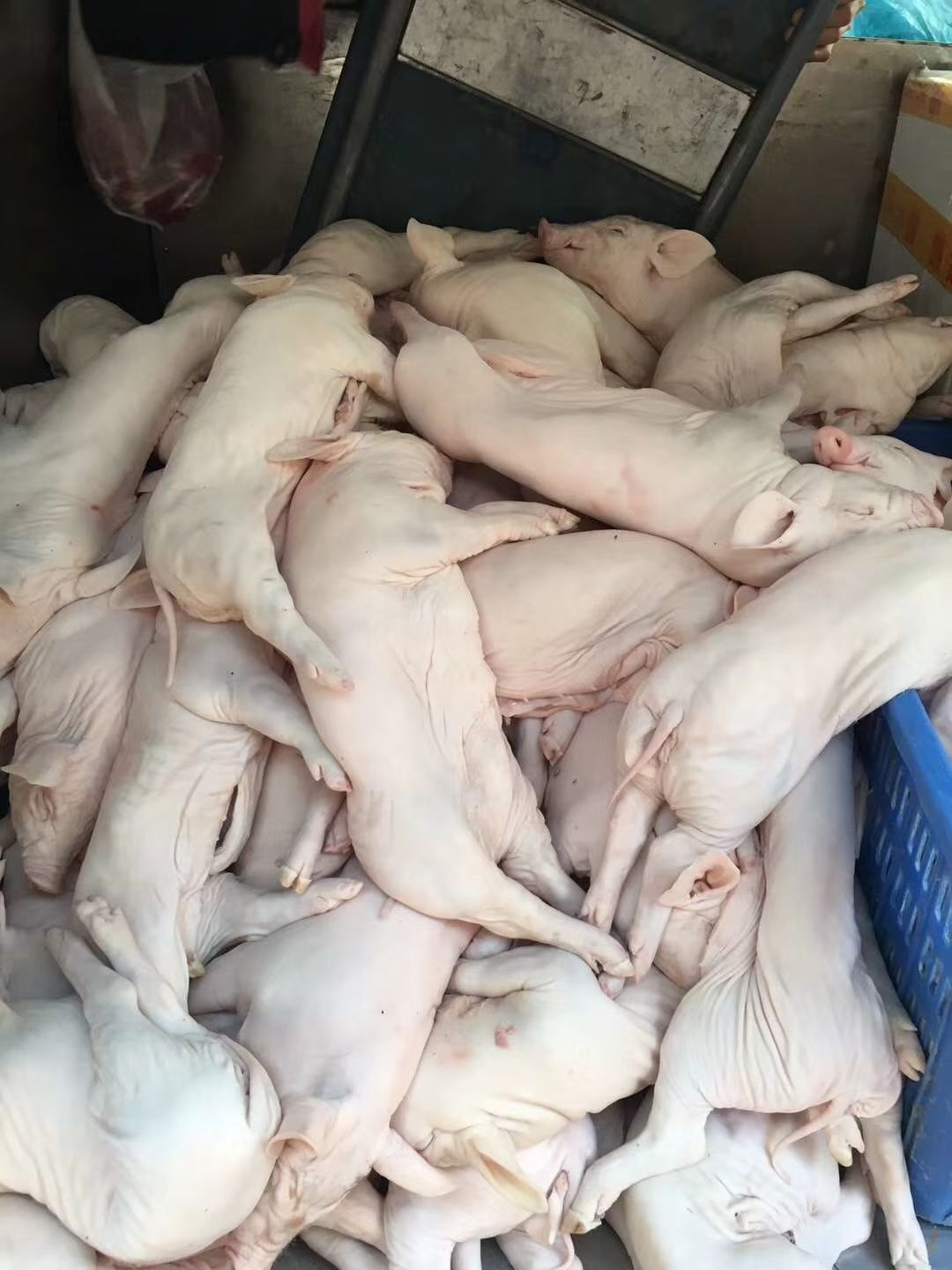 整头猪  冻乳猪，烤乳猪，可从惠农网下单的冻乳猪