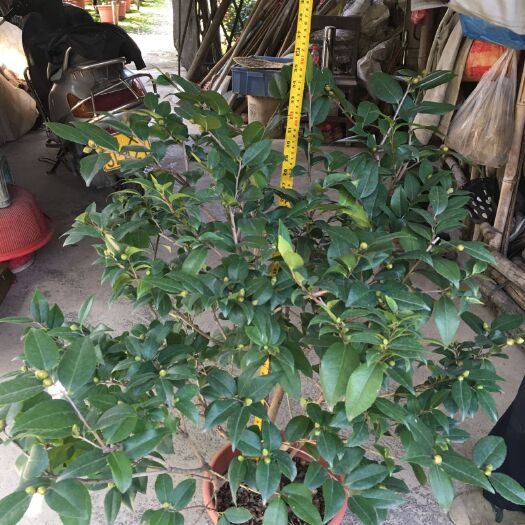 佛山山茶花 茶花