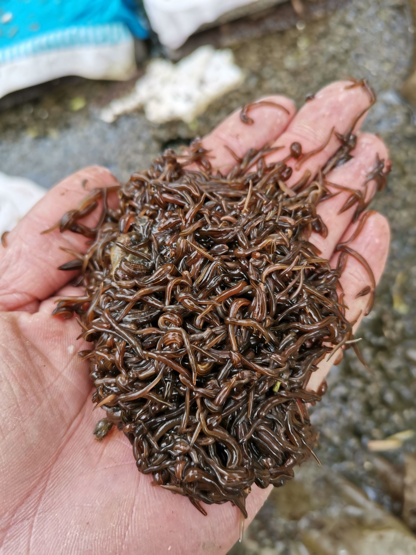 水蛭苗，蚂蟥苗，水蛭卵茧，蚂蟥蛋
