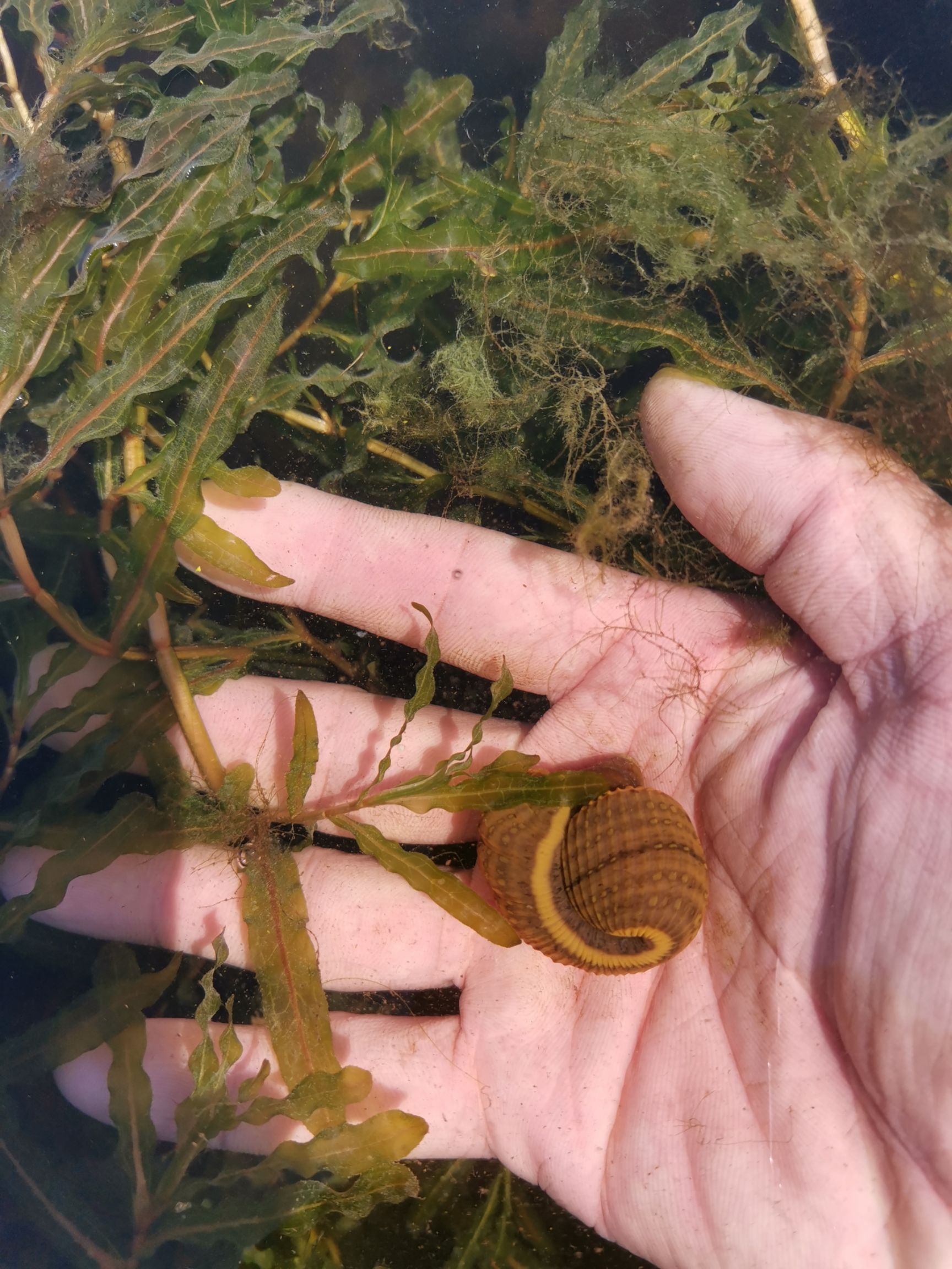 水蛭苗，蚂蟥苗，水蛭卵茧，蚂蟥蛋