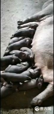 高产太湖母猪，原种太湖母猪，四蹄白母猪，