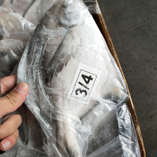 福州白鲳鱼  白鲳批发一手货源