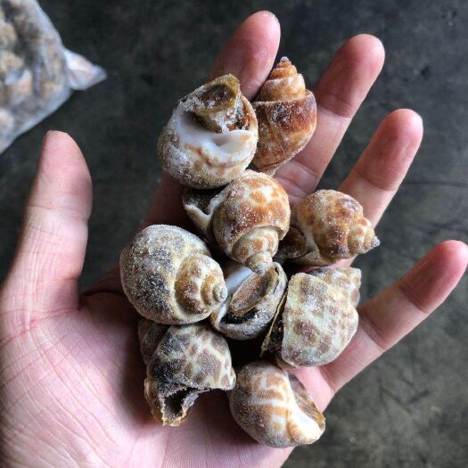 福州花螺黄螺批发