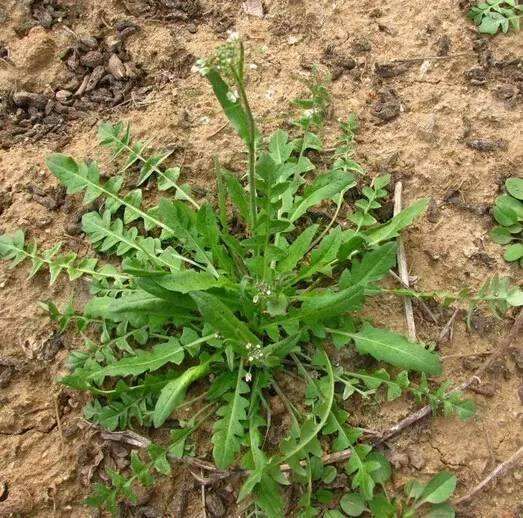 周至县野生荠菜 野生荠荠菜