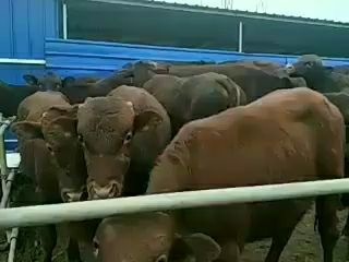 柳城县 放山大小肉牛好品种好饲养