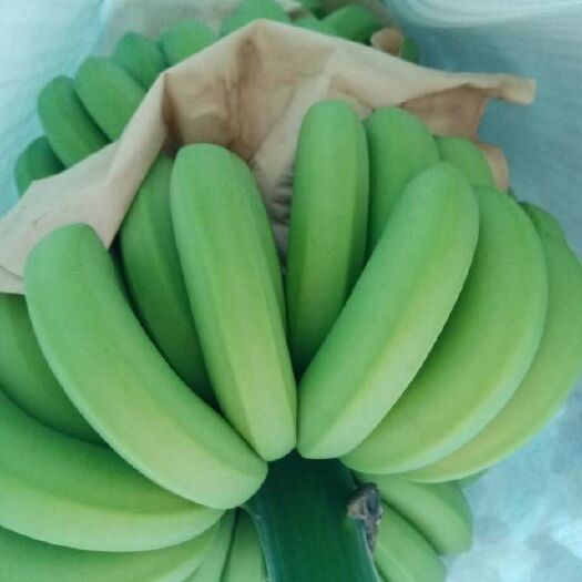 元阳县云南红河香蕉 好蕉货量曾多，价格合适，欢迎购货下单