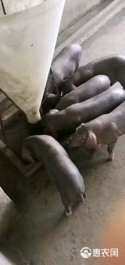 太湖母猪，高产太湖母猪，四蹄白太湖母猪