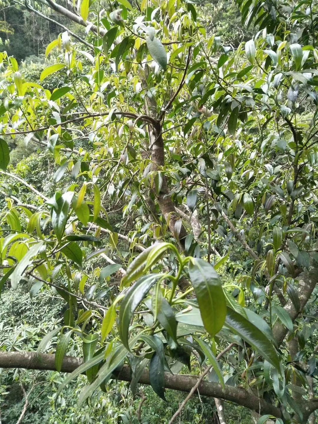 石崖茶 大瑶山石岩茶